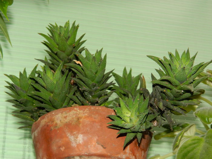 DSCN8486 - SEPTEMBRIE_2014