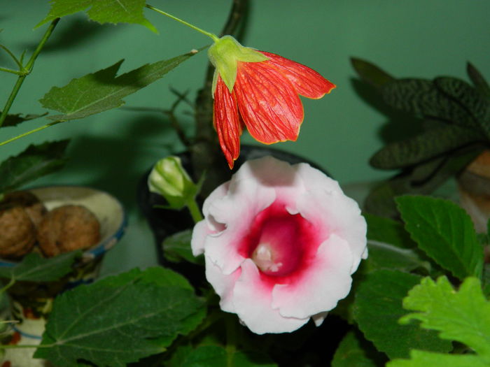 DSCN8493 - SEPTEMBRIE_2014