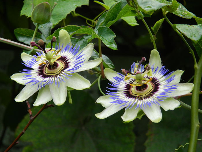 DSCN8496 - SEPTEMBRIE_2014