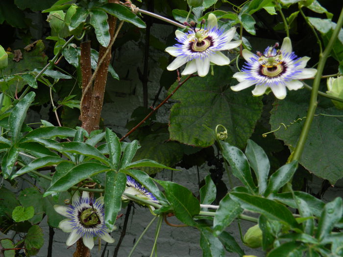 DSCN8498 - SEPTEMBRIE_2014