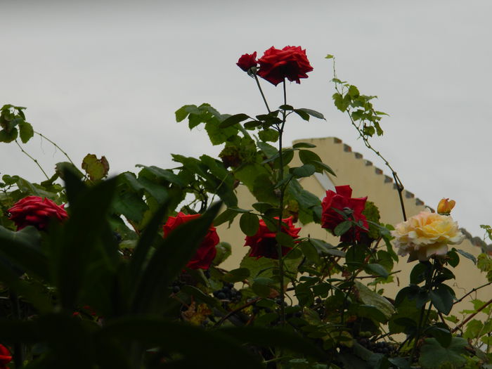 DSCN8504 - SEPTEMBRIE_2014