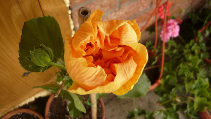 016 - 0 A hibiscus 2014