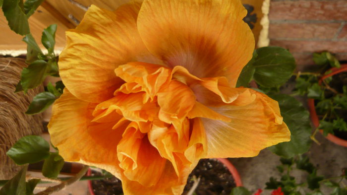 034 - 0 A hibiscus 2014