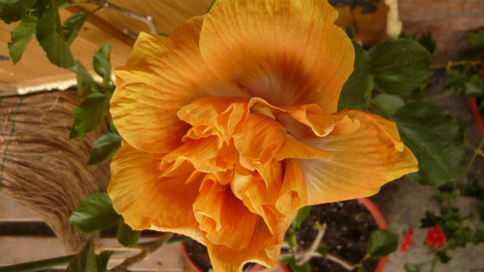 036 - 0 A hibiscus 2014