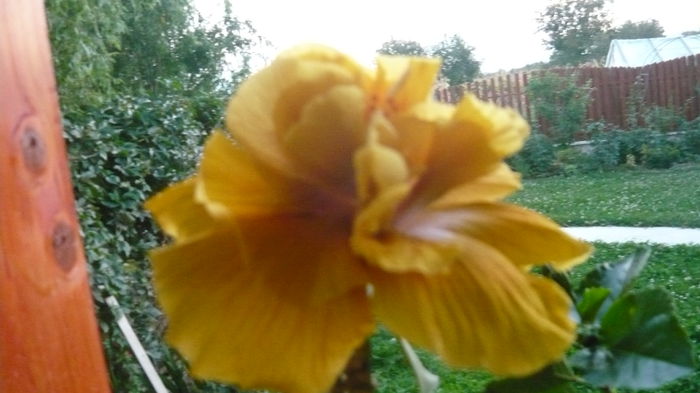 061 - 0 A hibiscus 2014