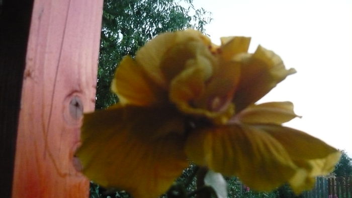 064 - 0 A hibiscus 2014