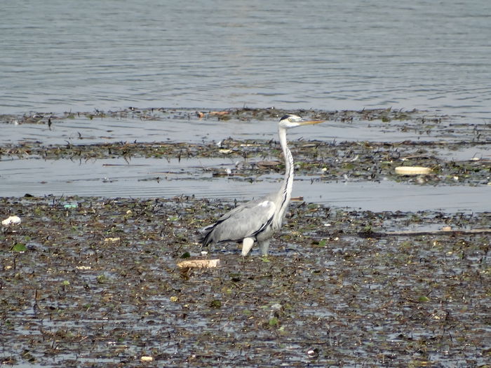 Stârc cenușiu; Ardea purpurea
