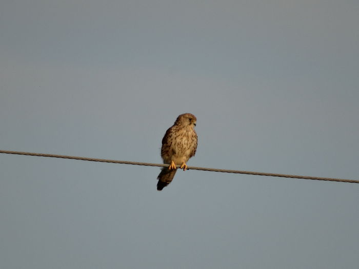 Vânturel roșu; Falco tinnunculus
