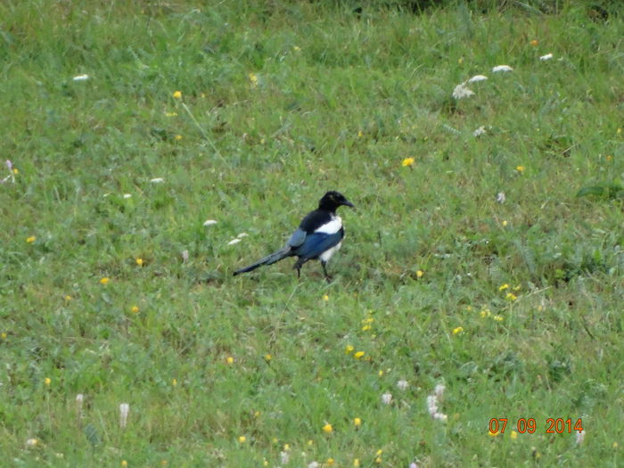 DSC07643 - Diverse vietati 2014