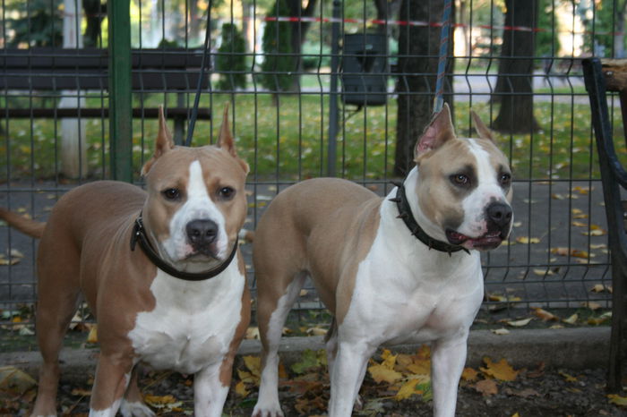 IMG_2478 - S - AMERICAN STAFFORDSHIRE TERRIER