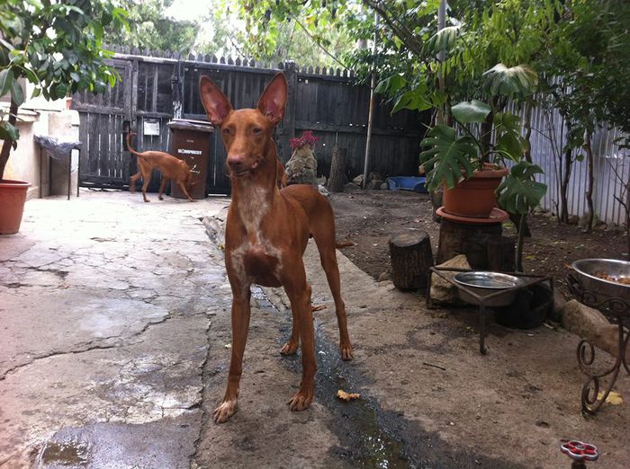 10578474_823348741031570_232463979_n