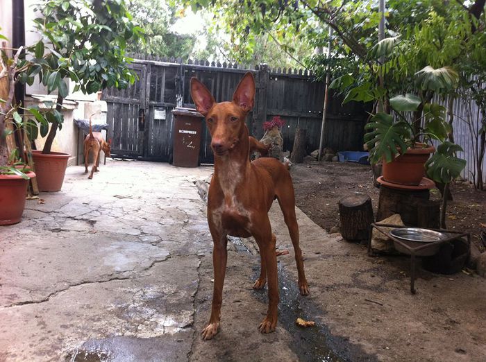 10602794_823348624364915_1382846494_n