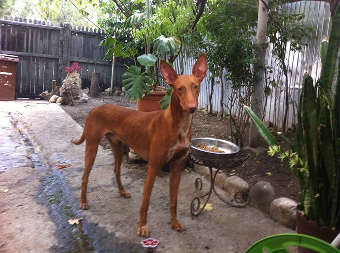 10609199_823348204364957_571088718_n - R - PHARAOH HOUND