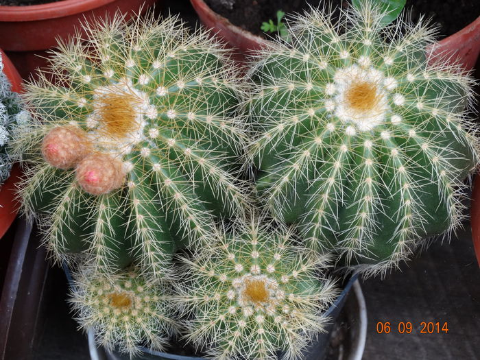 DSC07561 - Cactusi  si suculente 2014