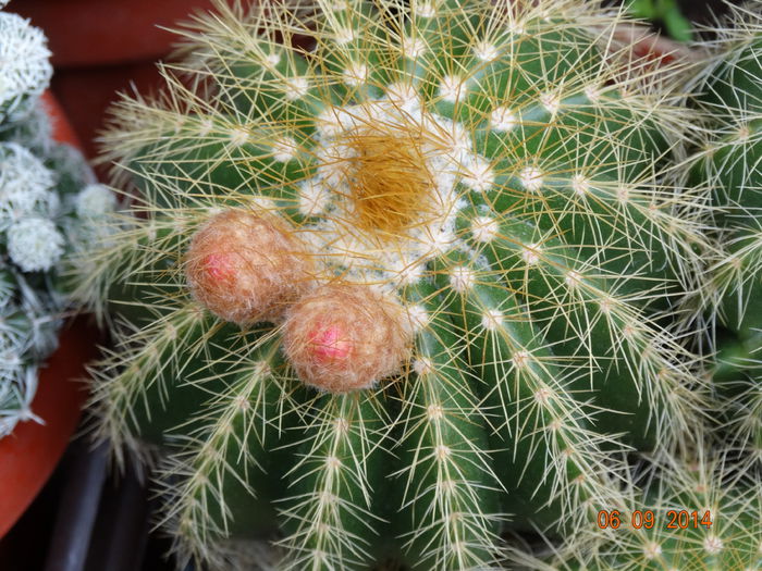 DSC07560 - Cactusi  si suculente 2014