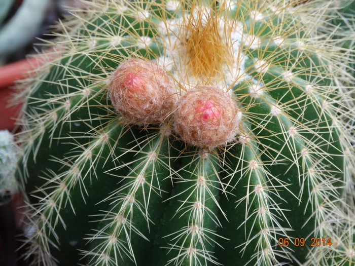 DSC07562 - Cactusi  si suculente 2014