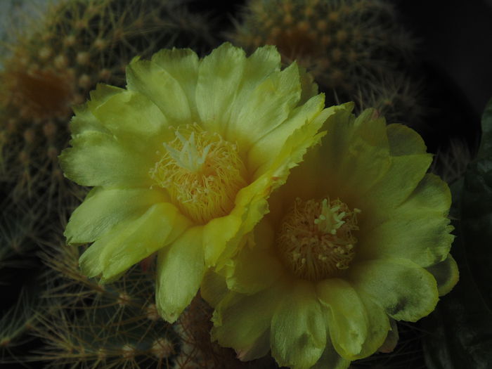 DSC07681 - Cactusi  si suculente 2014