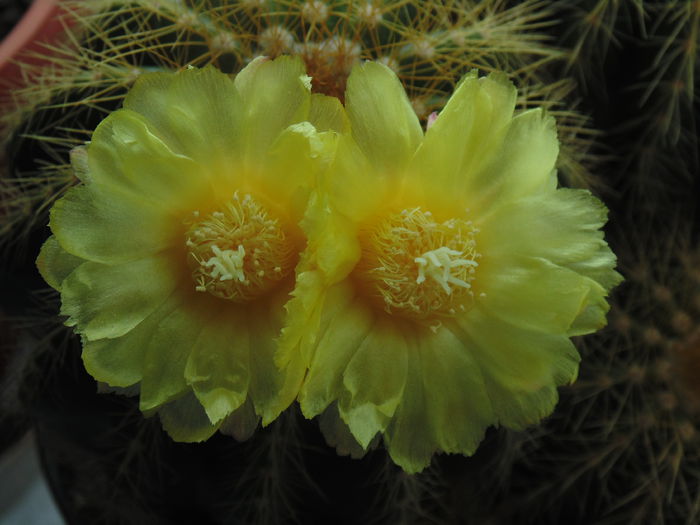 DSC07658 - Cactusi  si suculente 2014