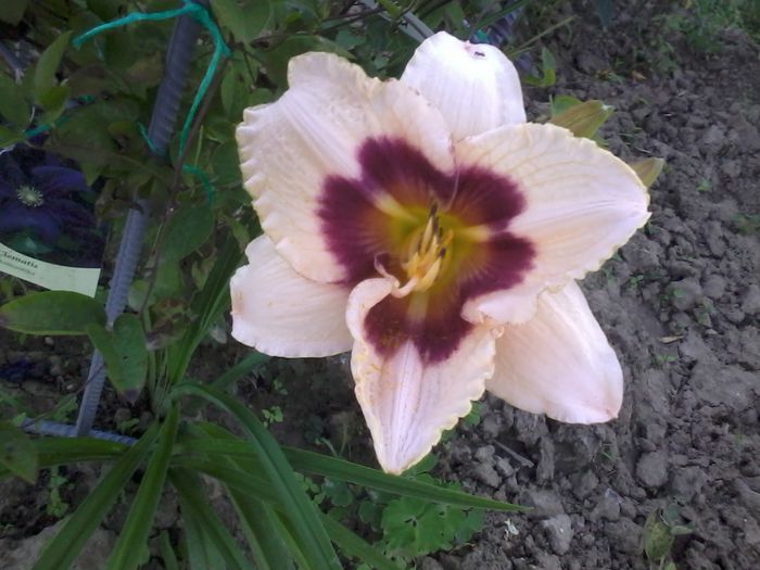2014-07-04 19.45.39 - Hemerocallisi 2014