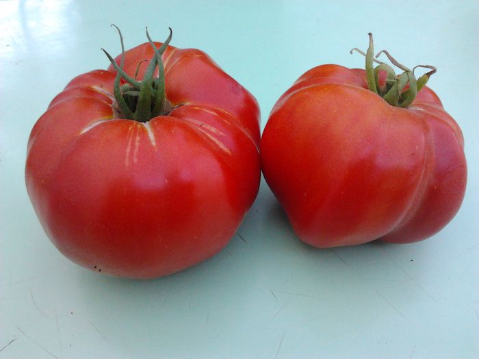 Delicios - Tomate 2013-2014