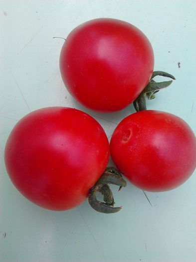 Garden Pearl - Tomate 2013-2014