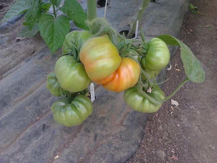 Marmande - Tomate 2013-2014