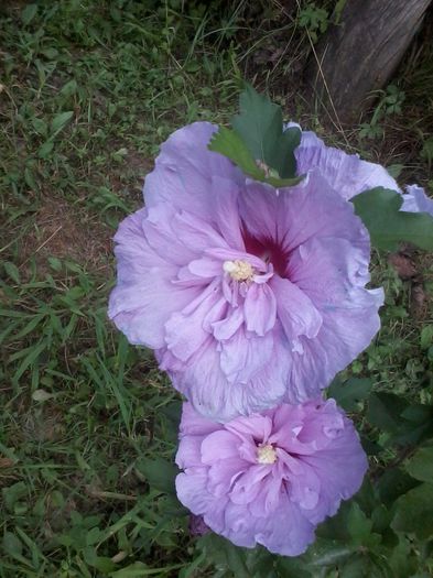 hibiscus chiffon lavender - Hibiscusi de gradina