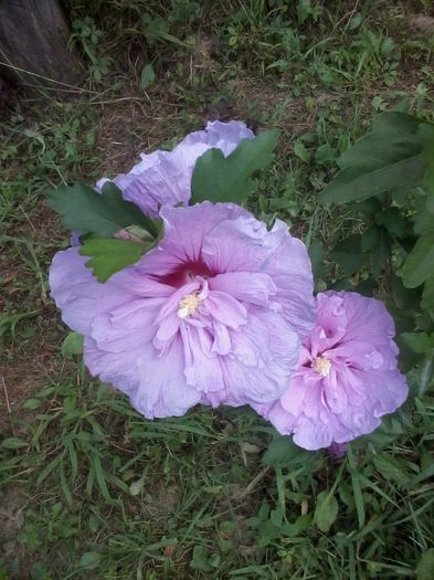 hibiscus chiffon lavender - Hibiscusi de gradina