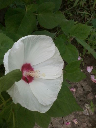 hibiscus moscheutos white - Hibiscusi de gradina