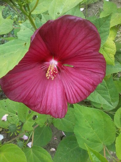 hibiscus moscheutos red