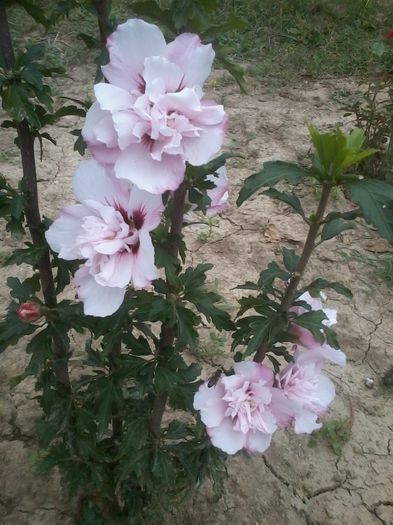 hibiscus carneus plenus - Hibiscusi de gradina