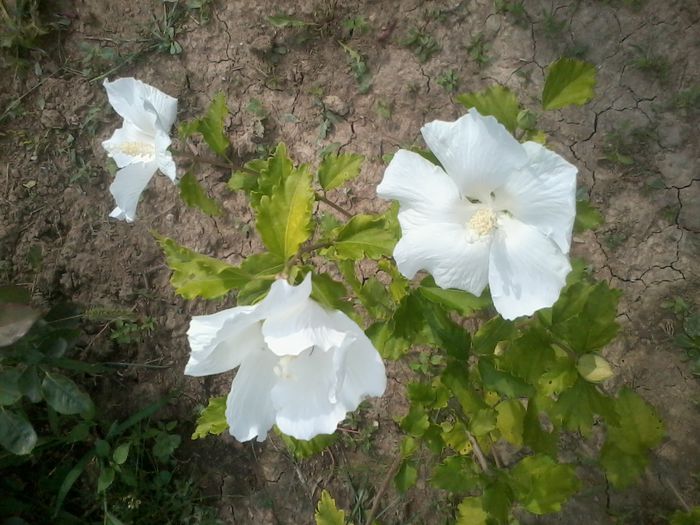 hibiscus Diana - Hibiscusi de gradina
