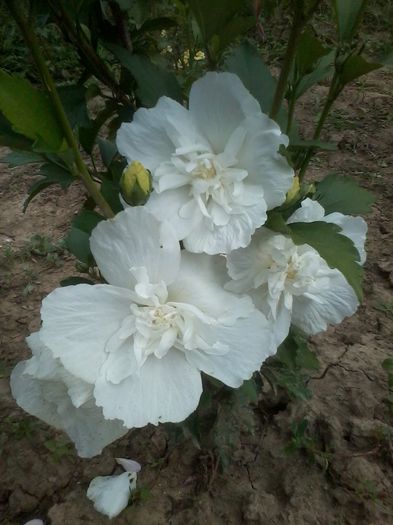 hibiscus chiffon white - Hibiscusi de gradina