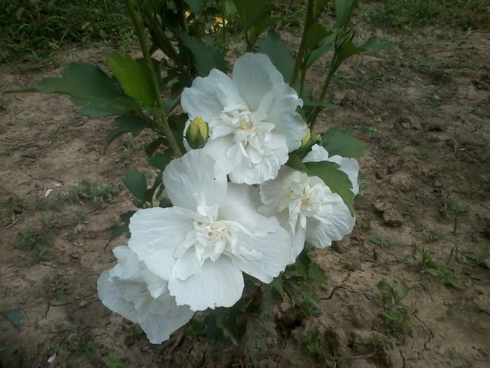 hibiscus chiffon white - Hibiscusi de gradina