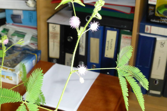 P1050675 - 005 Mimosa pudica 2