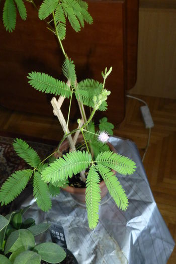 P1050676 - 005 Mimosa pudica 2