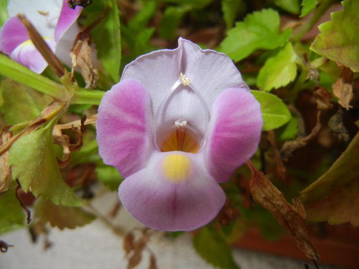 Torenia Rose Dream (2014, Sep.06)