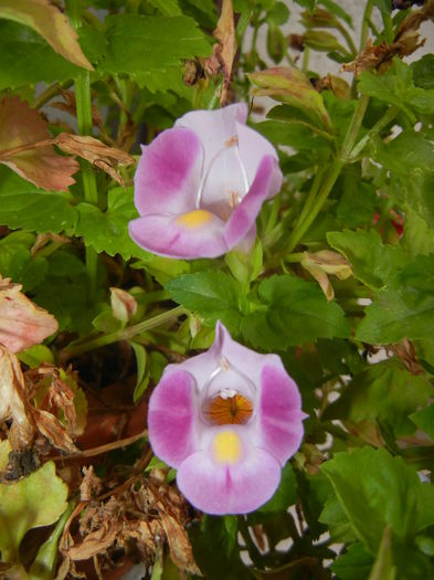 Torenia Rose Dream (2014, Sep.06)