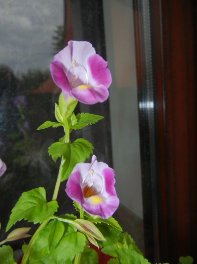 Torenia Rose Dream (2014, Sep.06) - TORENIA Rose Dream