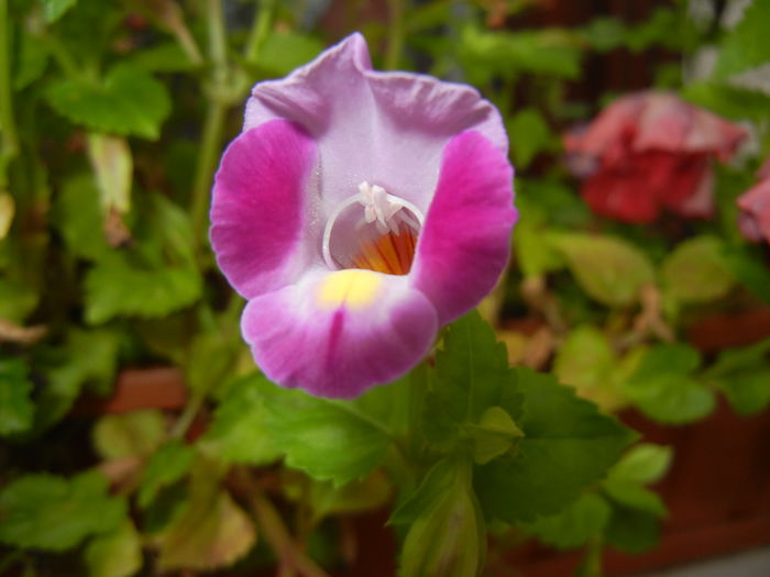 Torenia Rose Dream (2014, Sep.06)