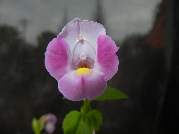 Torenia Rose Dream (2014, Sep.07) - TORENIA Rose Dream