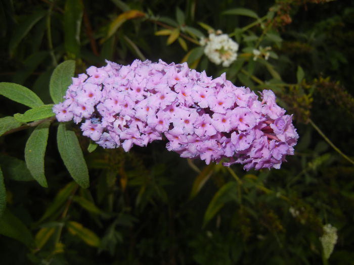 Buddleja davidii Purple (2014, Sep.06)