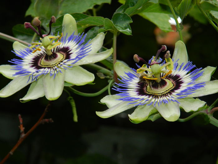 DSCN8565 - SEPTEMBRIE_2014