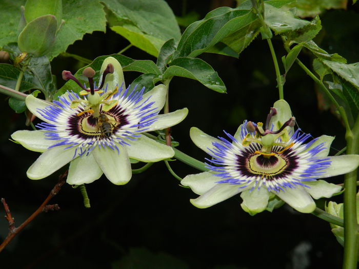 DSCN8569 - SEPTEMBRIE_2014