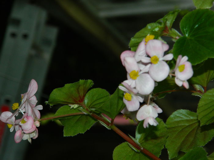 DSCN8577 - SEPTEMBRIE_2014