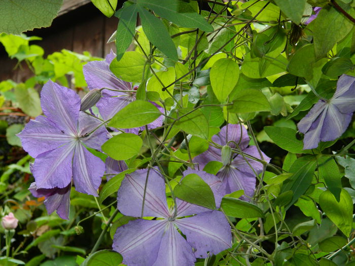 DSCN8580 - SEPTEMBRIE_2014