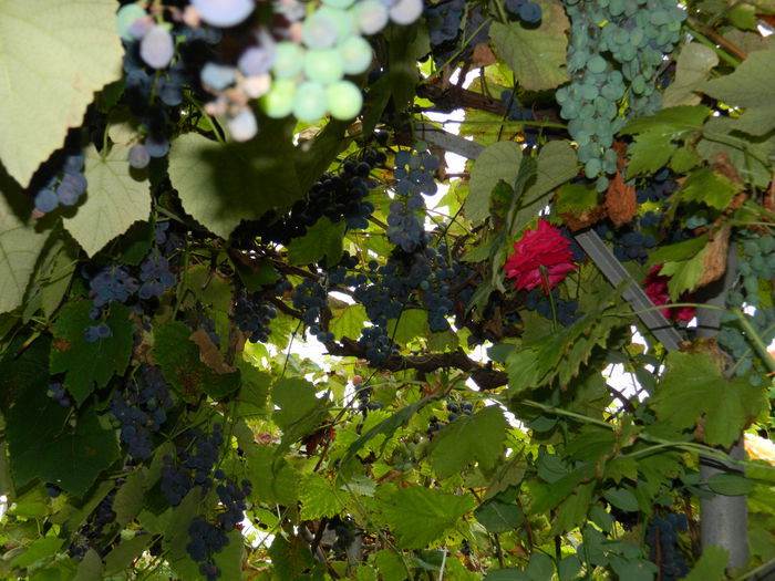 DSCN8582 - SEPTEMBRIE_2014