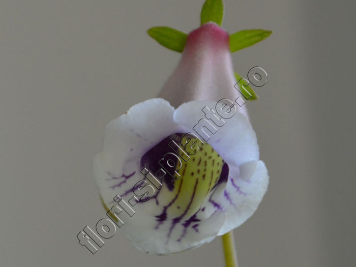 Sinningia Luci s Dragonfly Pink - GLOXINIA_SINNINGIA - Hibrizii mei -My hybrids