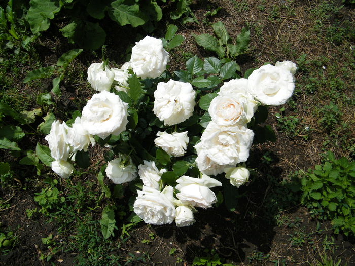 alb - Trandafiri de gradina