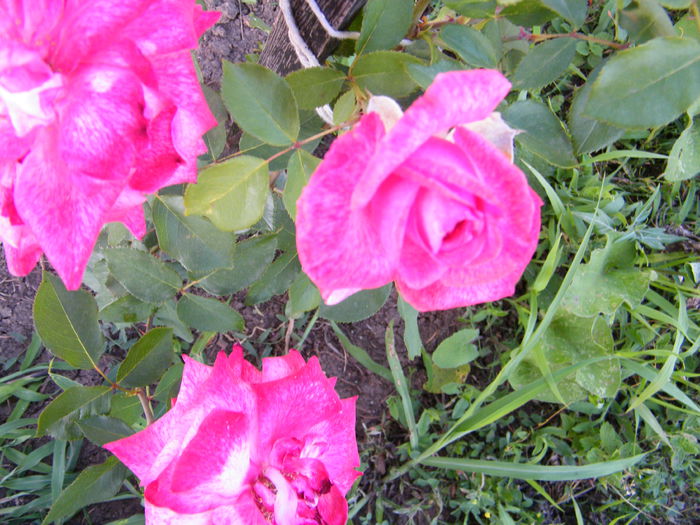 necunoscut2 - Trandafiri de gradina